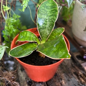 May include: A small potted plant with green and white variegated leaves. The plant is in a terracotta pot and is sitting on a wooden surface.