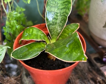 Anthurium 'dakota Red' 6 Inch Pot Live Tropical Flowering Plant, Glossy  Red Blooms, Low-maintenance Indoor Houseplant, Air-purifying Beauty - Etsy
