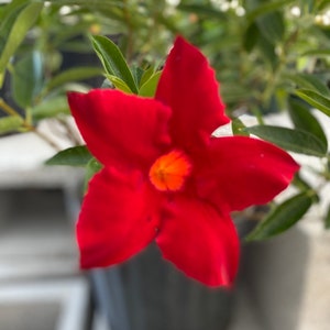 Dipladenia Red mandevilla bush 10 inch pot FREE Shipping East Coast and Central States image 4