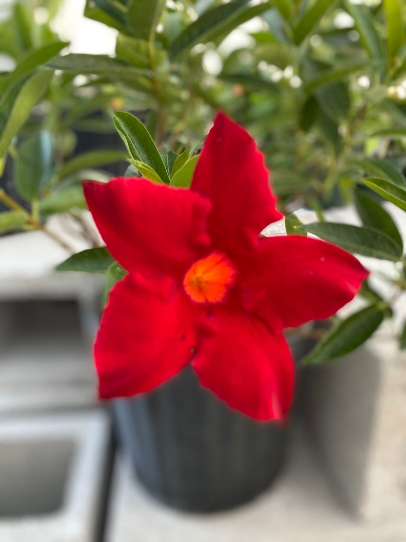 Dipladenia Red mandevilla bush 10 inch pot FREE Shipping East Coast and Central States image 4