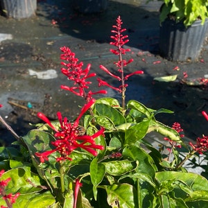 Red Firespike Odontonema Strictum 10 inch pot FREE Shipping East Coast and Central States image 9