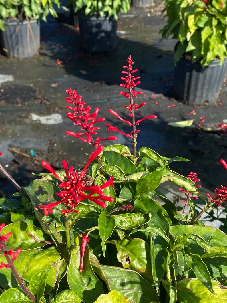 Red Firespike Odontonema Strictum 10 inch pot FREE Shipping East Coast and Central States image 9