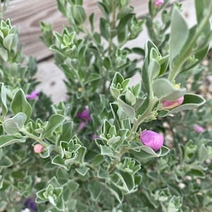 Texas Sage Leucophyllum frutescens BUSH FORM 10 inch pot FREE Shipping East Coast and Central States image 6