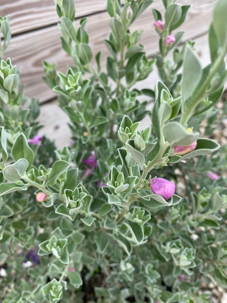 Texas Sage Leucophyllum frutescens BUSH FORM 10 inch pot FREE Shipping East Coast and Central States image 6