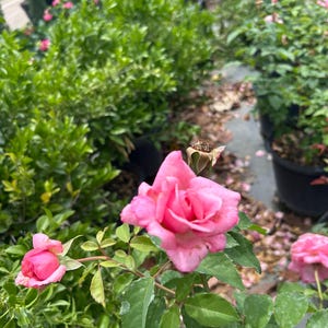 K&ouml;nnte beinhalten: Nahaufnahme einer rosa Rose in voller Bl&uuml;te, mit mehreren Bl&uuml;tenbl&auml;ttern und gr&uuml;nen Bl&auml;ttern. Die Rose ist von anderen Rosenb&uuml;schen und Gr&uuml;npflanzen in einer Gartenumgebung umgeben. Das Bild f&auml;ngt die Sch&ouml;nheit der Blume ein.