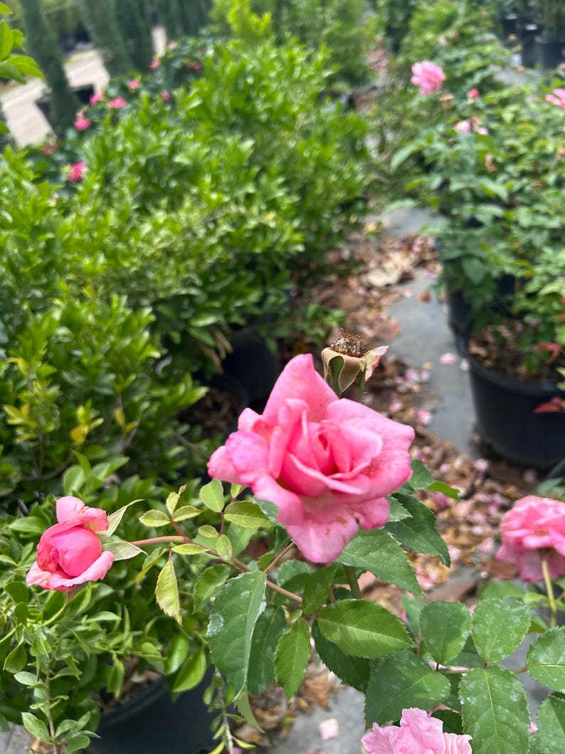 K&ouml;nnte beinhalten: Nahaufnahme einer rosa Rose in voller Bl&uuml;te, mit mehreren Bl&uuml;tenbl&auml;ttern und gr&uuml;nen Bl&auml;ttern. Die Rose ist von anderen Rosenb&uuml;schen und Gr&uuml;npflanzen in einer Gartenumgebung umgeben. Das Bild f&auml;ngt die Sch&ouml;nheit der Blume ein.