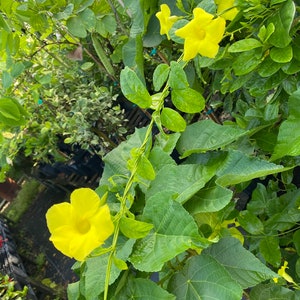 Mandevilla Yellow Pentalinon luteum Vine 10 inch pot 30 inch TrellisFree shipping to Eastern and Central States only