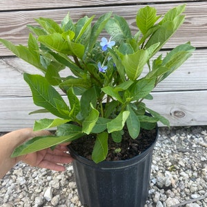 May include: A potted plant with vibrant green leaves and small, delicate blue flowers. The plant is in a black plastic pot, held by a hand. The background features a wooden wall and small rocks.
