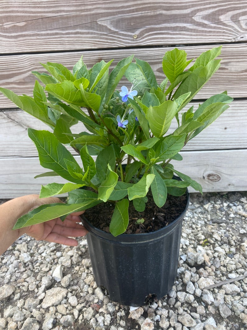 May include: A potted plant with vibrant green leaves and small, delicate blue flowers. The plant is in a black plastic pot, held by a hand. The background features a wooden wall and small rocks.
