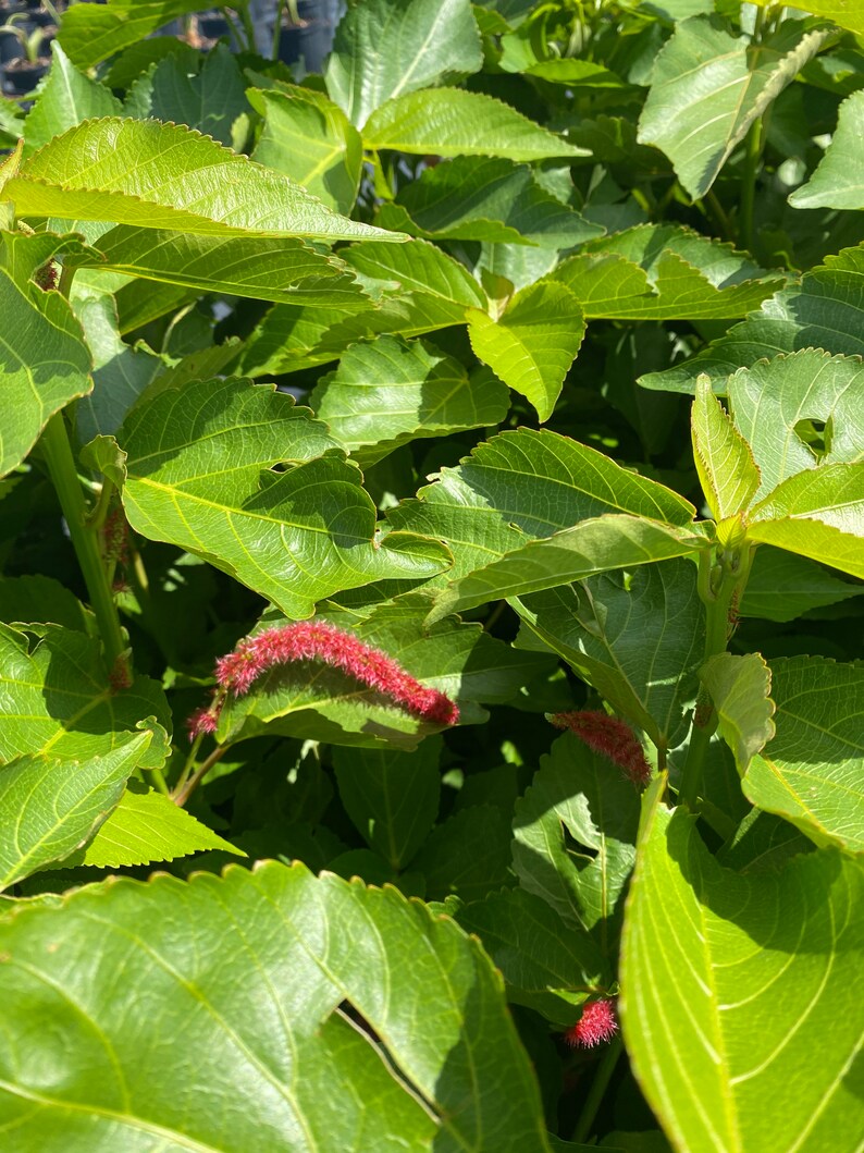 Chenille Plant Acalypha hispida 10 inch pot FREE Shipping East Coast and Central States image 8