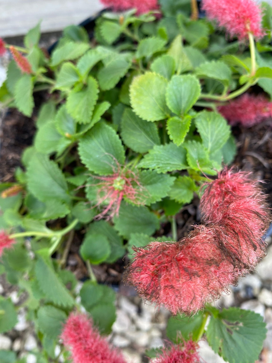 Dwarf Chenille Plant Acalypha Pendula 6 Plant Pot Etsy Ireland