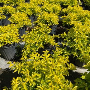 Gold Mound Duranta repens 10 inch pot FREE Shipping East Coast and Central States image 9