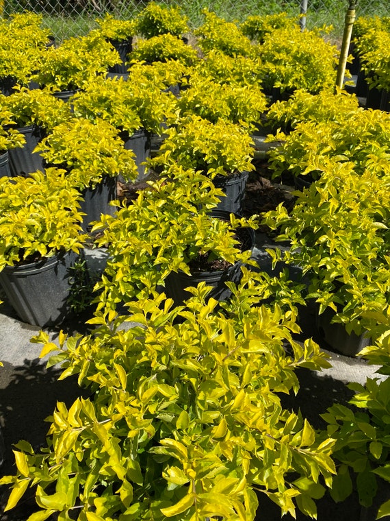 Cloud Farm Hybrid Golden Dew Drop Duranta Plant 200 Mm, 52 OFF