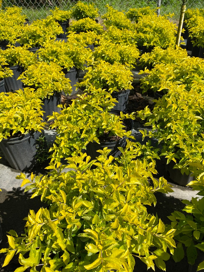 Gold Mound Duranta repens 10 inch pot FREE Shipping East Coast and Central States image 9