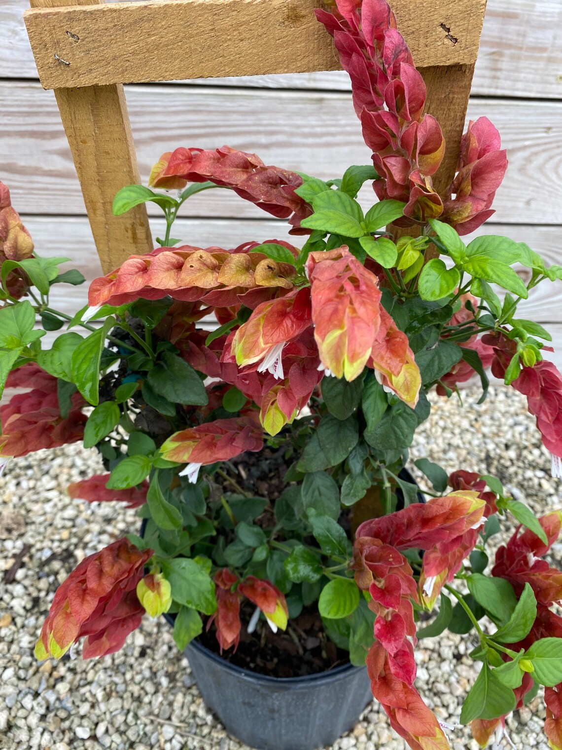 Vine Fruit Cocktail Shrimp Plant / Justicia brandegeana 10 Etsy