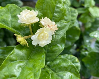 Grand Duke of Tuscany Jasmine – Jasminum sambac 10 Inch Pot, Double Fragrant White Blooms, Arabian Jasmine, Tropical Garden Favorite