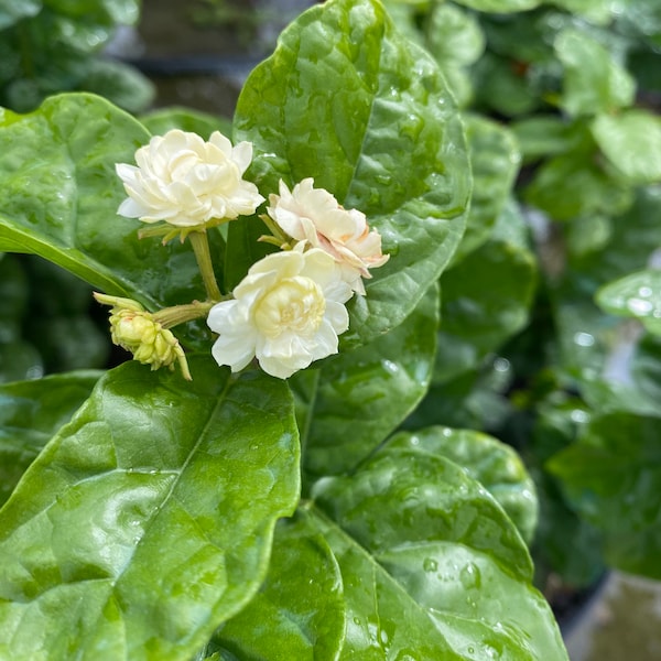 Grand Duke of Tuscany Jasmine – Jasminum sambac 10 Inch Pot, Double Fragrant White Blooms, Arabian Jasmine, Tropical Garden Favorite