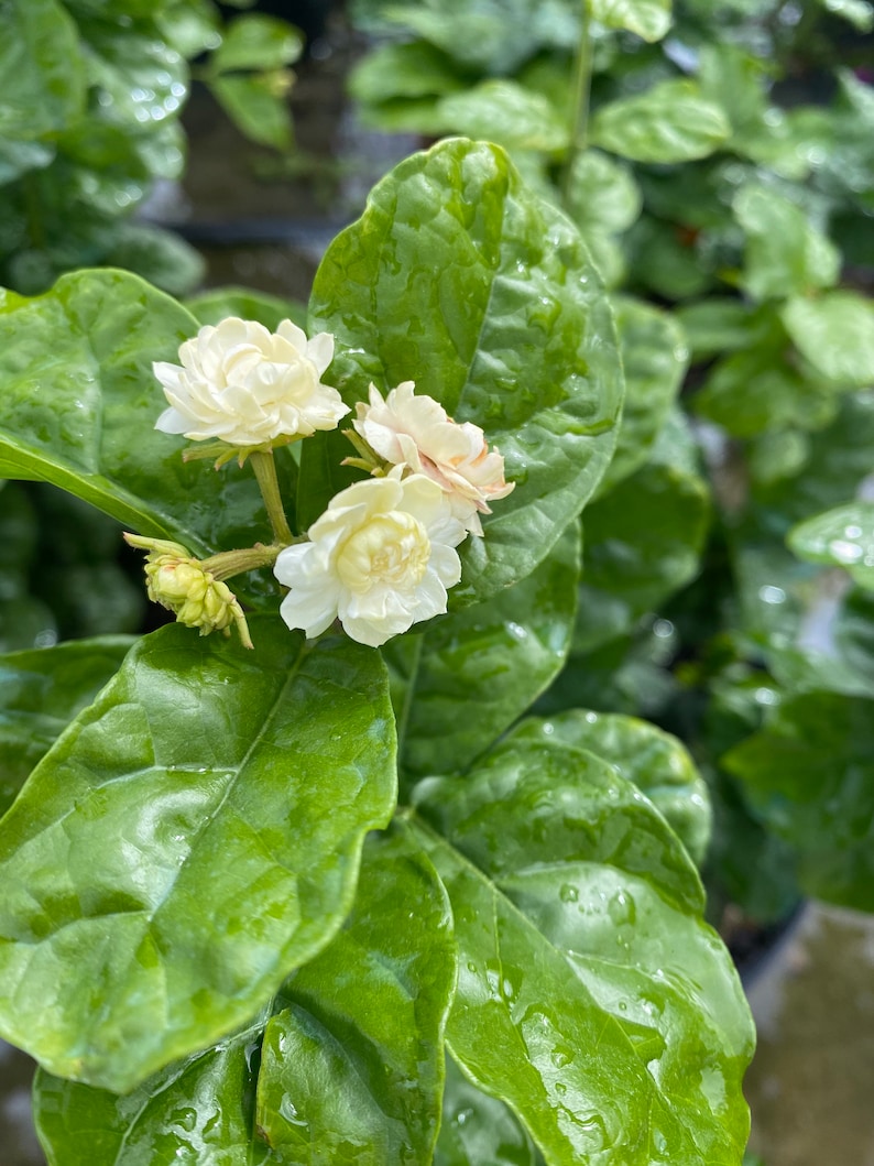 May include: Close-up of white jasmine flowers blooming on a green bush with leaves covered in water droplets.