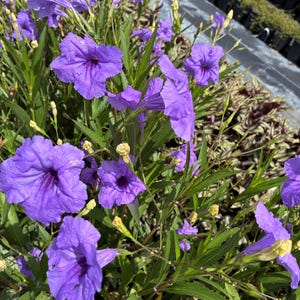 May include: A cluster of vibrant purple trumpet-shaped flowers with five delicate petals each. The blossoms are surrounded by long, slender green leaves and several unopened pale yellow buds on thin stems, creating a dense botanical display.