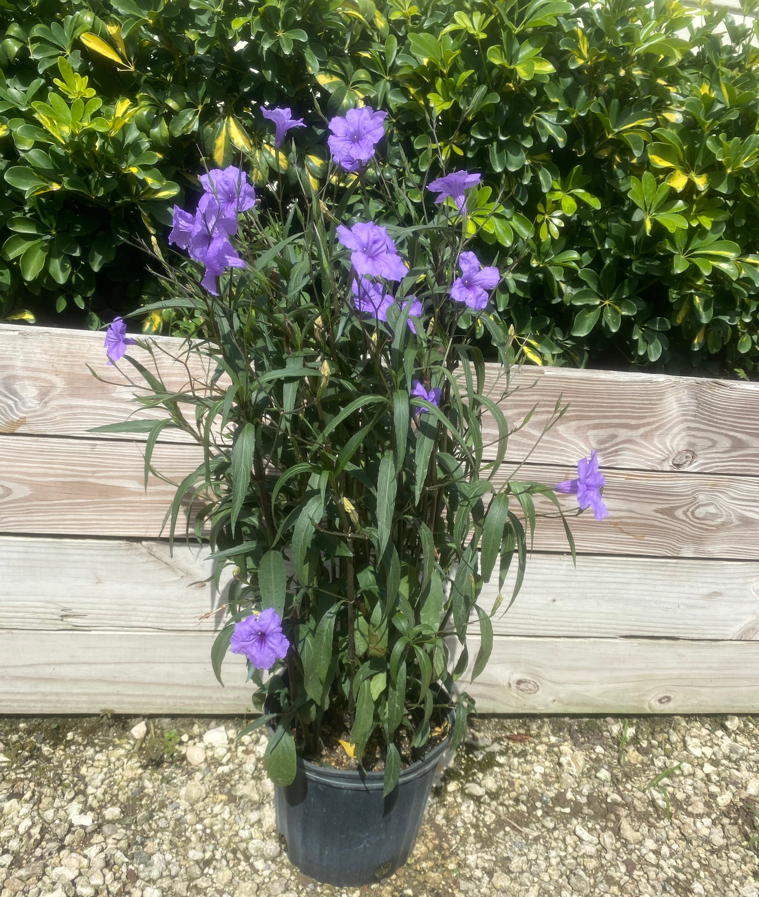 Ruellia Purple Mexican Petunia Simplex 10 Inch Pot Etsy
