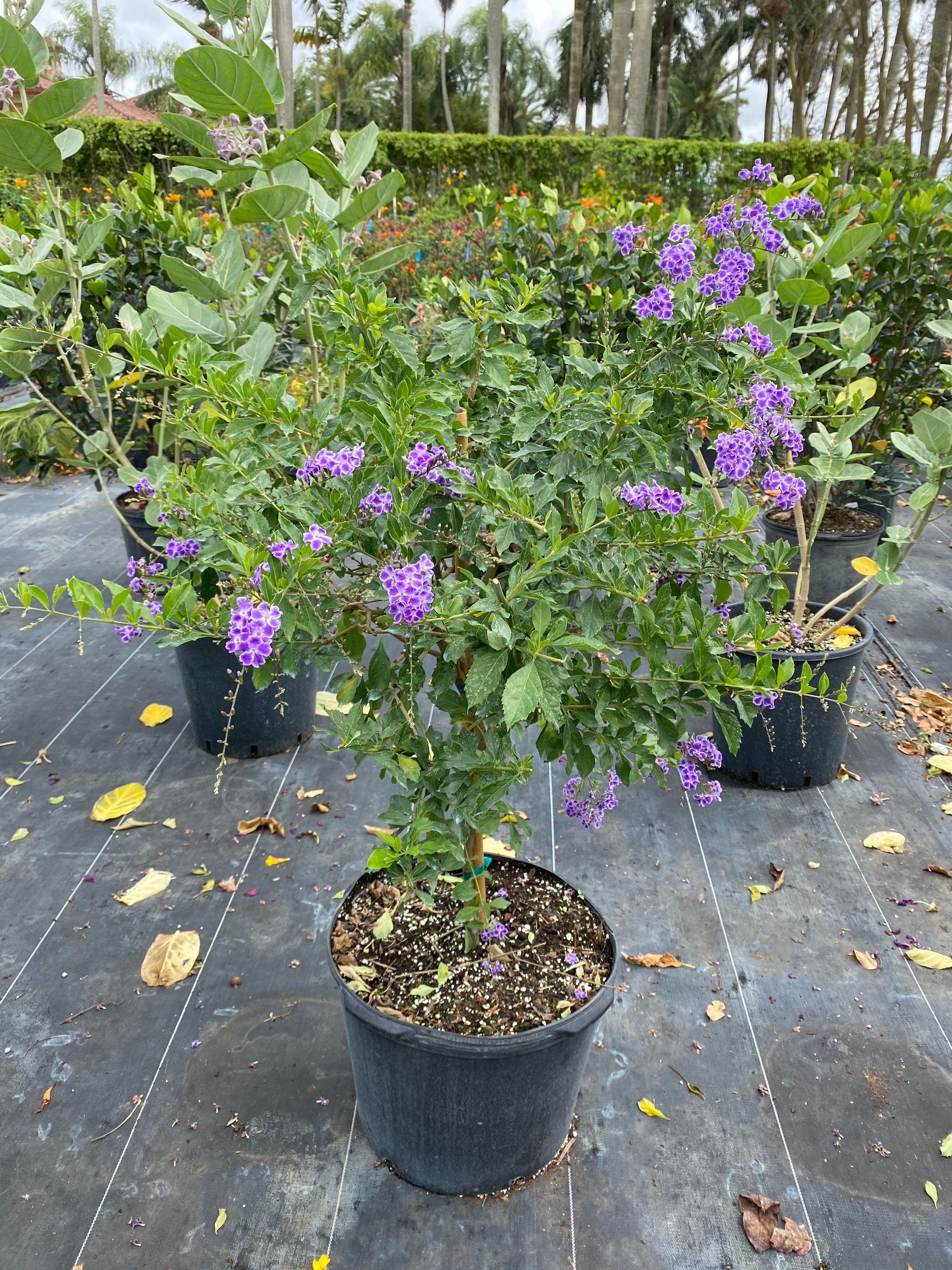 Sapphire Showers Duranta Dew Drop ‘sapphire Showers’ – Duranta Erecta 14 Inch Pot, Tropical