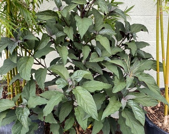 Clerodendrum Starburst Clerodendrum quadriloculare bush 14” inch pot  FREE Shipping East Coast and Central States