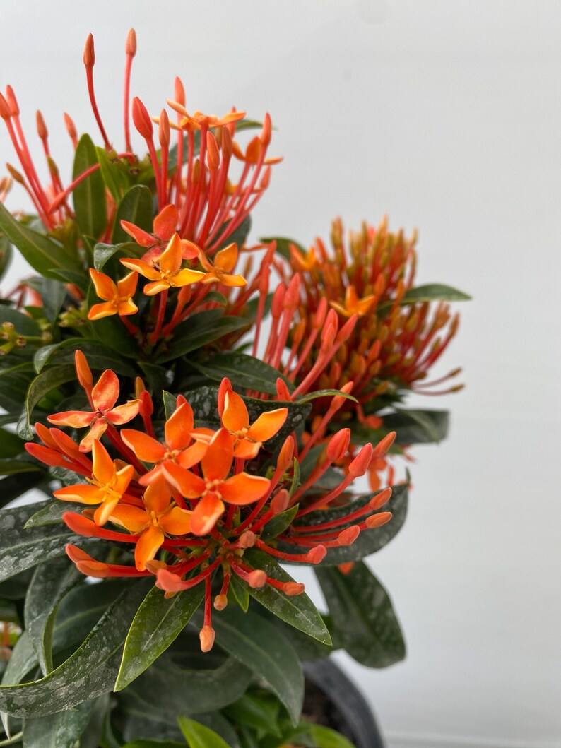 Ixora Taiwanese Carmen Orange Ixora taiwanensis 10 inch pot FREE Shipping East Coast and Central States zdjęcie 3