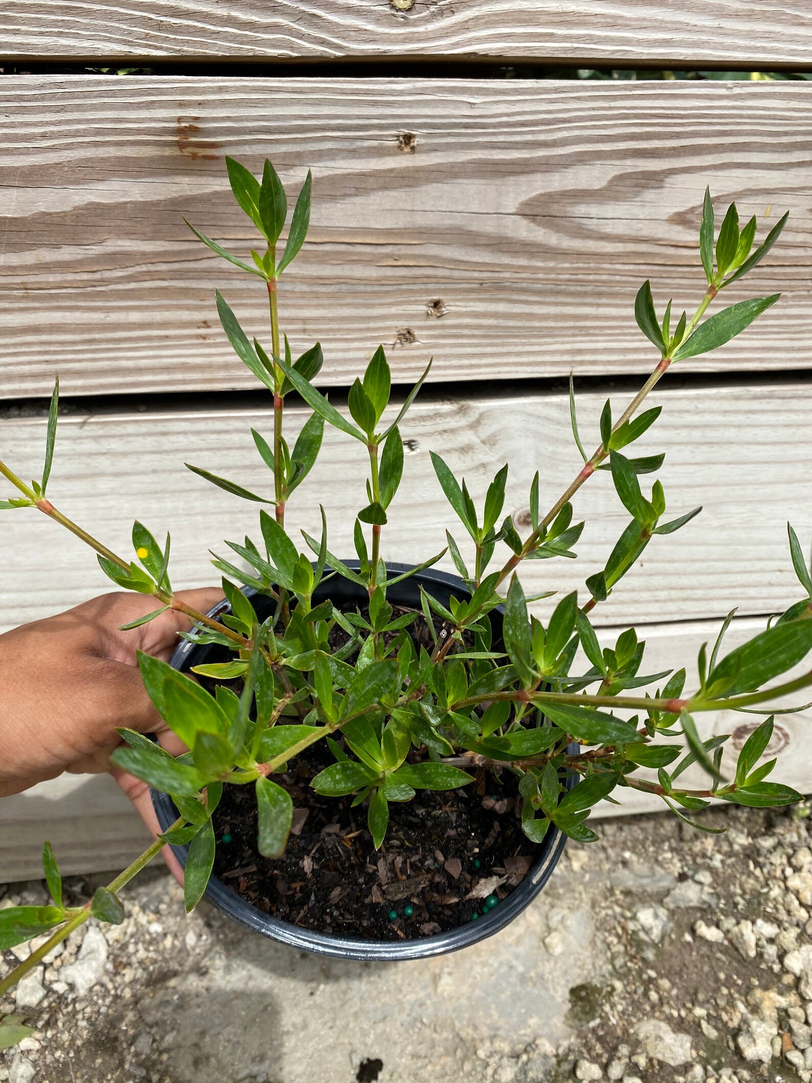 6 Beach Creeper Golden Creeper Ernodea littoralis Etsy