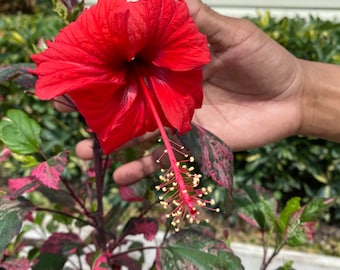 Hibiscus ‘Red Hot’ 10” inch pot  FREE Shipping East Coast and Central States