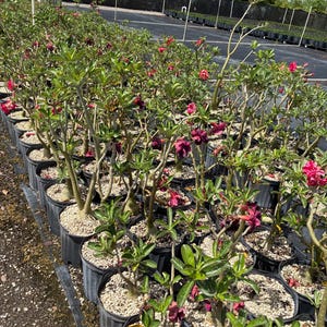May include: A collection of Adenium obesum plants, also known as desert roses, potted in black plastic containers filled with gravel. The plants feature thick, succulent stems, green leaves, and vibrant flowers in shades of deep red, pink, and purple.