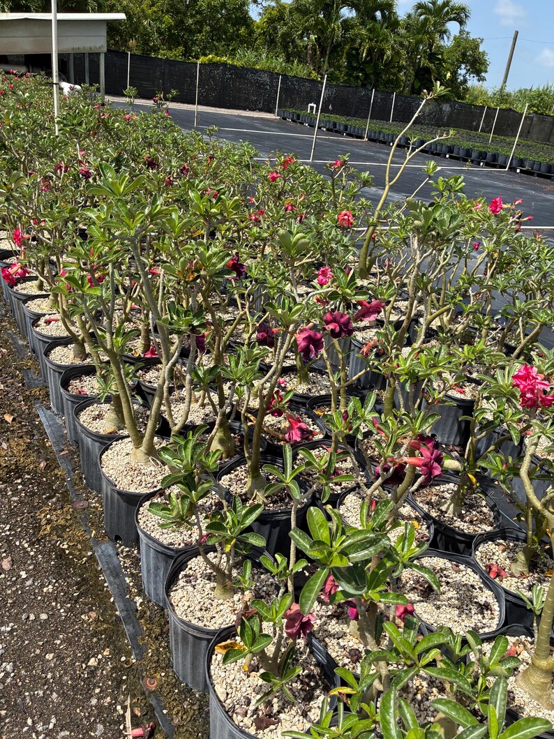 May include: A collection of Adenium obesum plants, also known as desert roses, potted in black plastic containers filled with gravel. The plants feature thick, succulent stems, green leaves, and vibrant flowers in shades of deep red, pink, and purple.