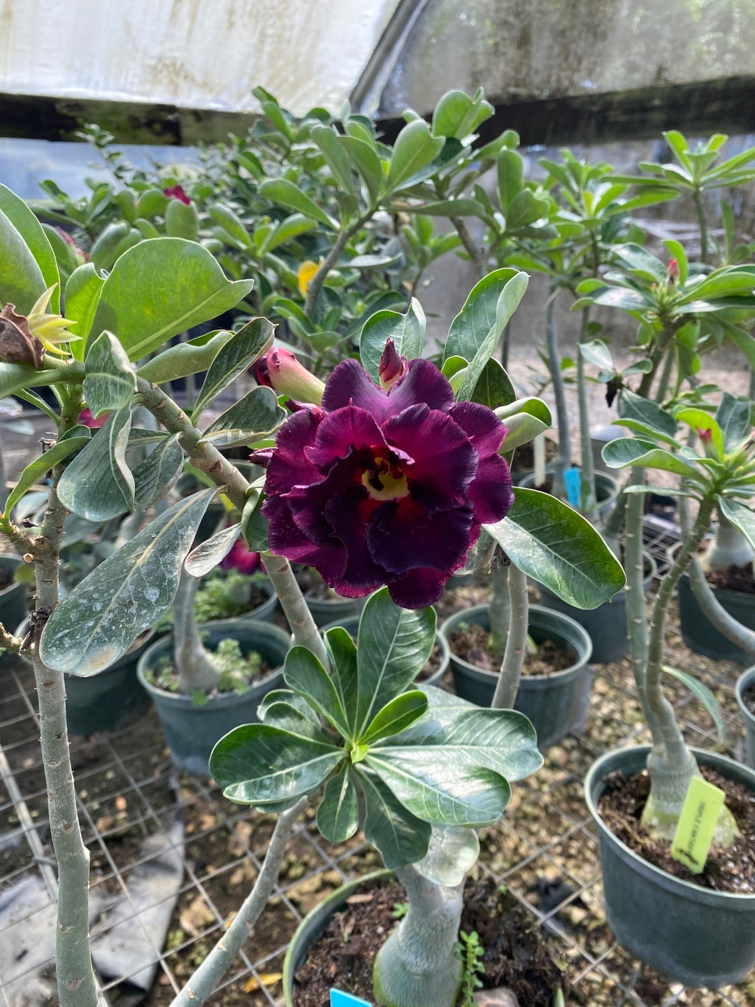 Wholesale Desert Rose Adenium Obesum Plant - China Adenium Obesum and  Adenium price