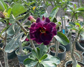 Desert Rose Grafted Adenium obessum Hybrid CC-35 purple 6 inch pot