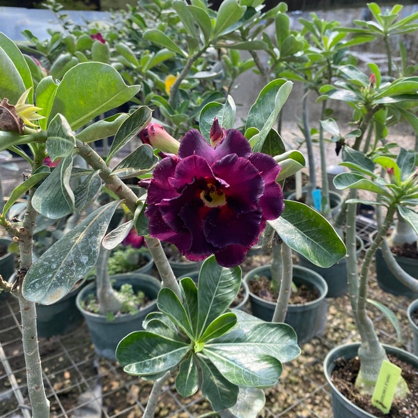 Desert Rose Grafted Adenium obessum Hybrid CC-35 purple 6 inch pot