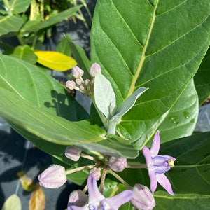 May include: Close-up of a plant with large, green leaves and several clusters of buds and flowers. The flowers are star-shaped with lavender petals and a purple center. The buds are a light purple color. The leaves have prominent veins.