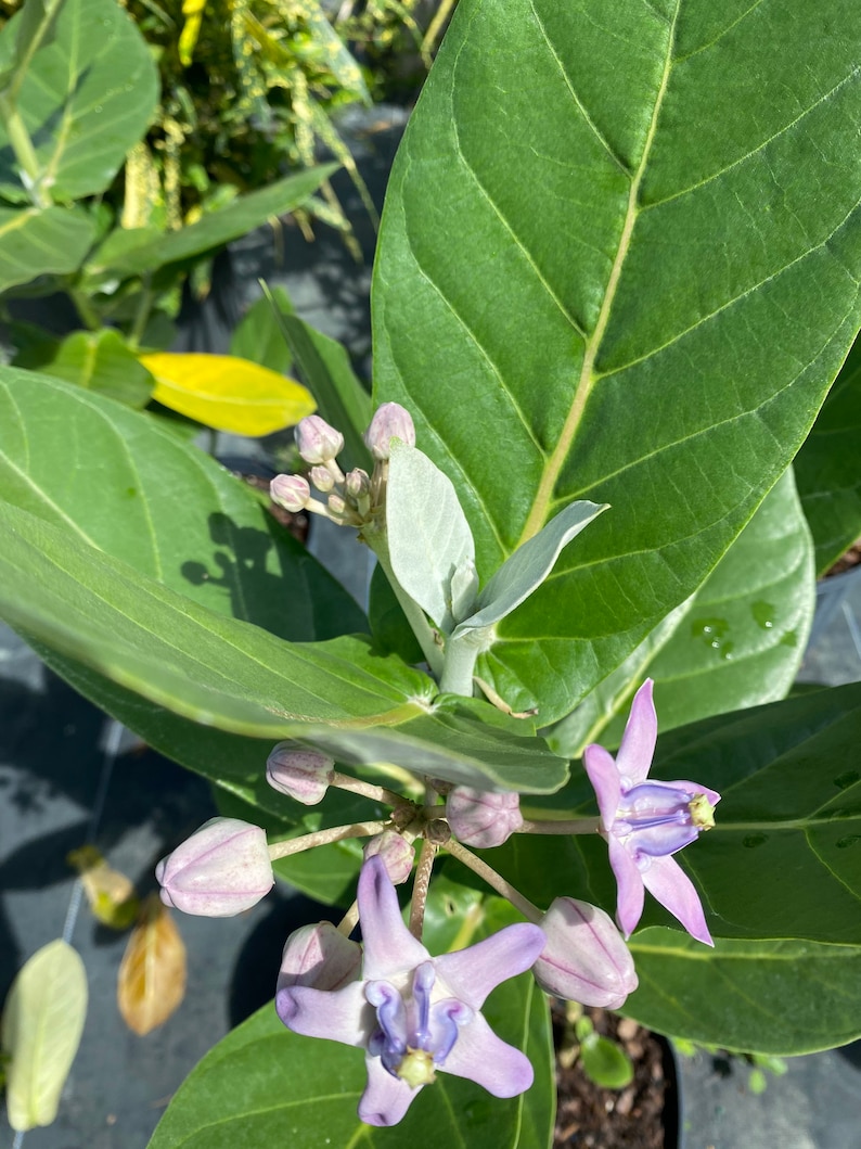 May include: Close-up of a plant with large, green leaves and several clusters of buds and flowers. The flowers are star-shaped with lavender petals and a purple center. The buds are a light purple color. The leaves have prominent veins.