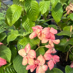May include: Close-up of a flowering plant with large, vibrant green leaves and clusters of pink and peach-colored bracts. The bracts have a delicate, textured appearance, and the plant is in a black pot, suggesting it is a potted plant.