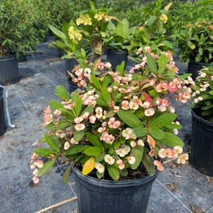 Crown of Thorns confetti Euphorbia milii 10”m plant pot Free shipping to Eastern and Central States List of excluded States in Description