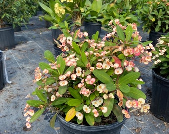 Crown of Thorns confetti Euphorbia milii 10” plant pot  FREE Shipping East Coast and Central States
