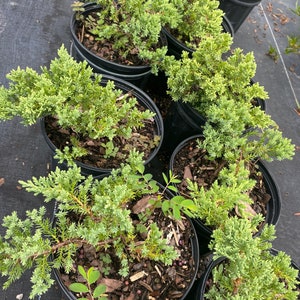 Juniper Parsoni Juniperus chinensis 6 inch pot FREE Shipping East Coast and Central States image 6