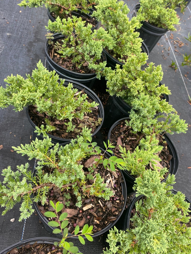 Juniper Parsoni Juniperus chinensis 6 inch pot FREE Shipping East Coast and Central States image 6
