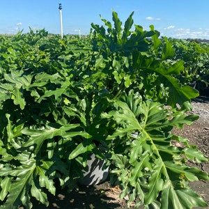 May include: A lush, green Philodendron plant with large, deeply lobed leaves. The plant is in a gray pot, set against a backdrop of other plants under a bright blue sky. The leaves have a textured appearance.
