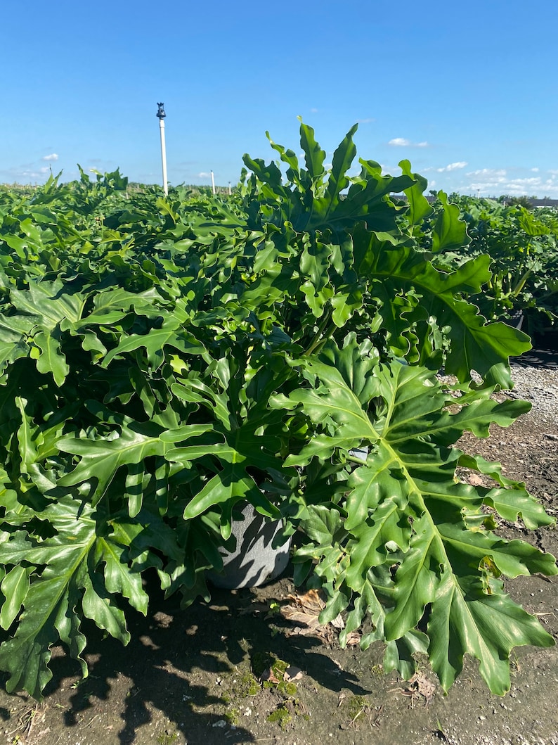 May include: A lush, green Philodendron plant with large, deeply lobed leaves. The plant is in a gray pot, set against a backdrop of other plants under a bright blue sky. The leaves have a textured appearance.