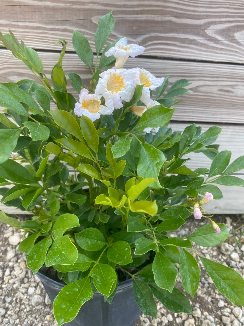 Radermachera Kunmings Dwarf Tree Jasmine BUSH FORM 10 Inch Etsy