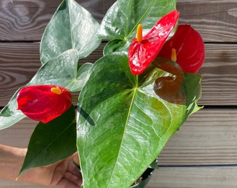 Anthurium 'dakota Red' 6 Inch Pot Live Tropical Flowering Plant, Glossy  Red Blooms, Low-maintenance Indoor Houseplant, Air-purifying Beauty - Etsy