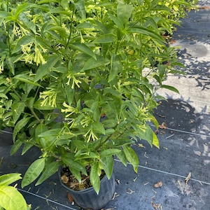 May include: A green plant with white flowers in a black pot. The plant is growing in a black landscape fabric.