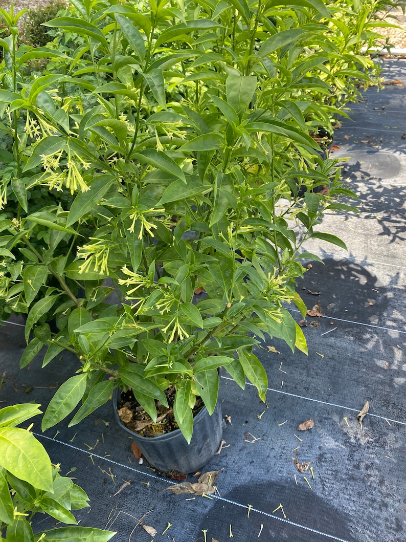 May include: A green plant with white flowers in a black pot. The plant is growing in a black landscape fabric.
