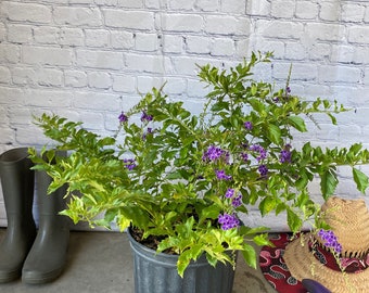 May include: A potted purple flowering plant with green leaves. The plant is in a black plastic pot and is sitting on a concrete surface. There are gardening gloves and a straw hat in the background.