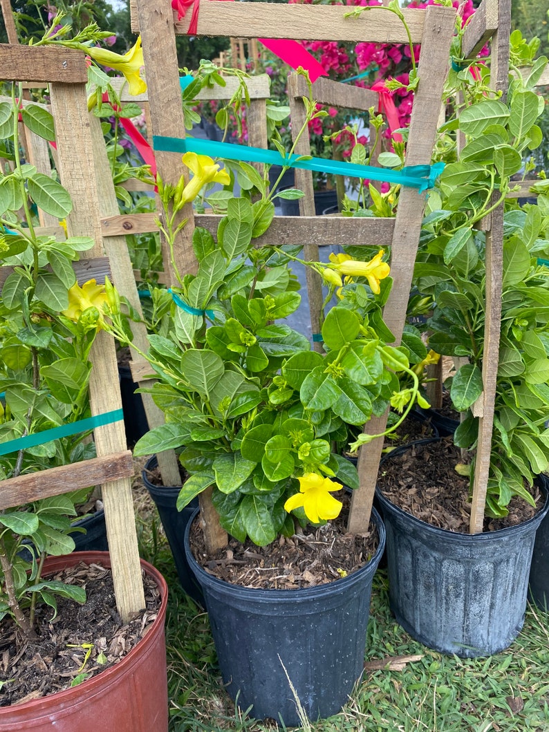 Mandevilla Yellow color Vine in a 30 inch Trellis Enredadera Etsy