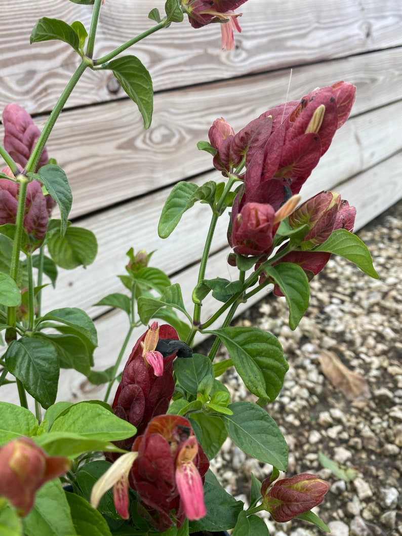 Red Shrimp Plant Justicia brandegeana BUSH FORM 10 inch pot FREE Shipping East Coast and Central States image 4